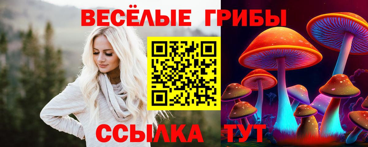 Зеленогорск  Псилоцибиновые грибы Psilocybine cubensis  Вход с VPN 